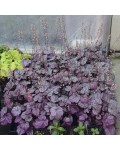 Heuchera Роуз Кварц у тіньовому квітнику